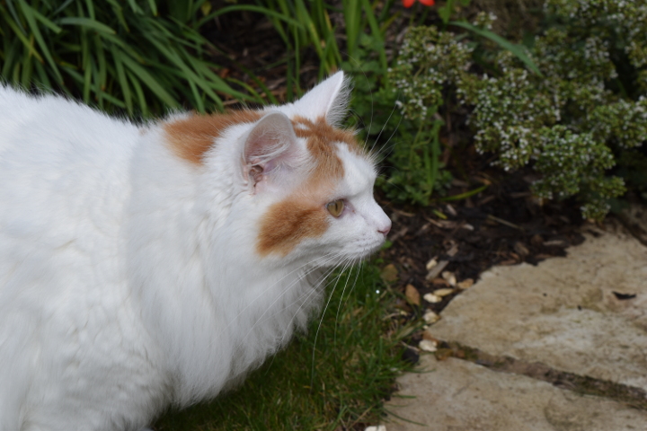 He's so fluffy! Toffee